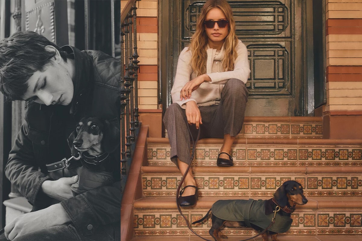 Todo sobre el Teckel