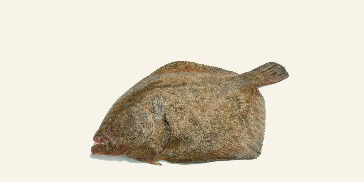 Rodaballo de crianza peso aproximado pieza 1,5-2,5 kg FRESCO