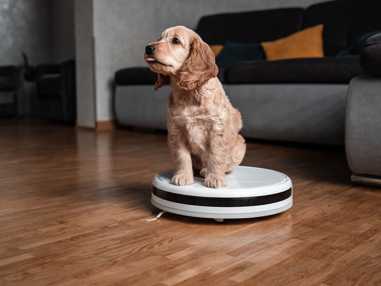 Comederos y bebederos