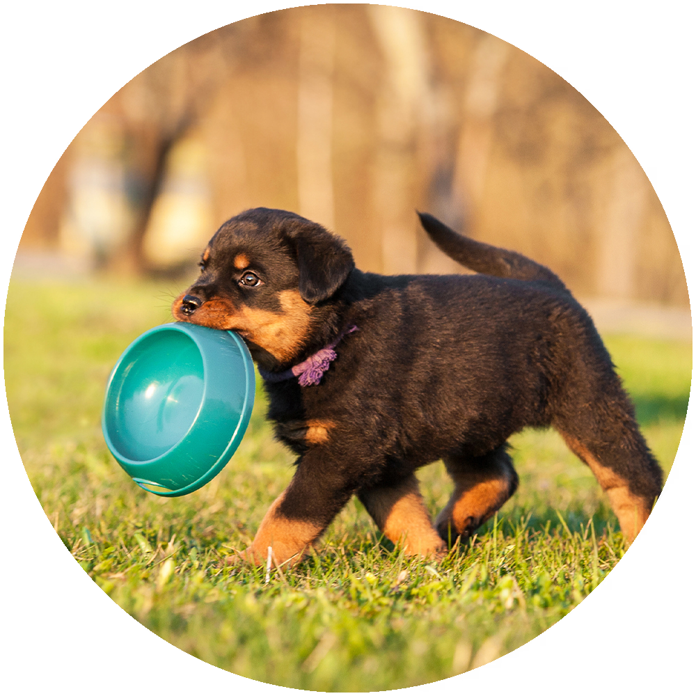 Pienso para cachorros