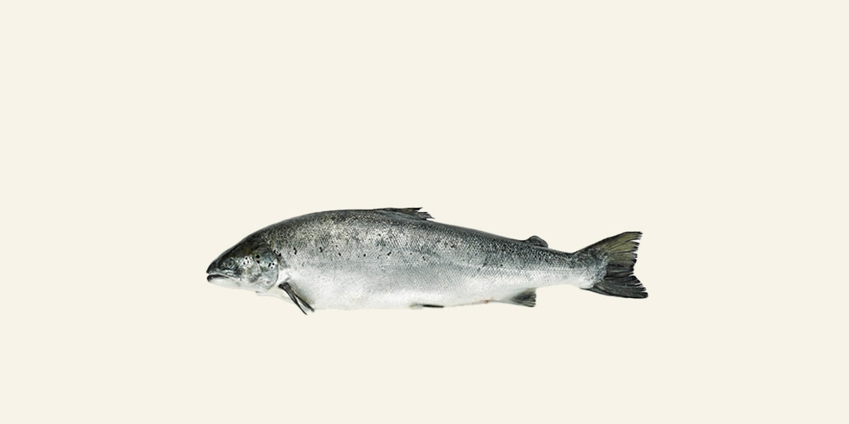 Salmón noruego ASC por medios o enteros FRESCO