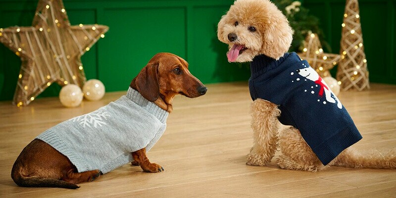 Capas Festivas para o seu animal de Companhia