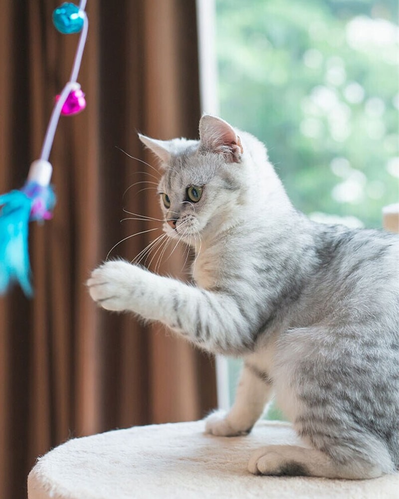 Alimentación, accesorios, salud e higiene hasta -50%