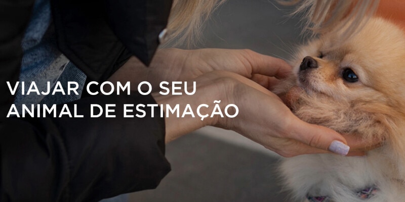 Tudo o que precisa para viajar com animais de estimação