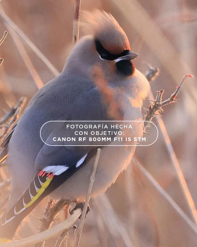 Dime qué foto vas a hacer y te diré qué objetivo necesitas