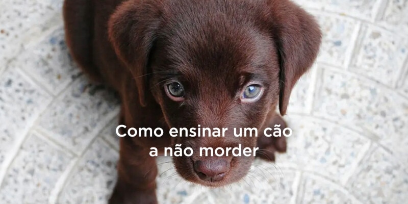 Como ensinar um cão a não morder