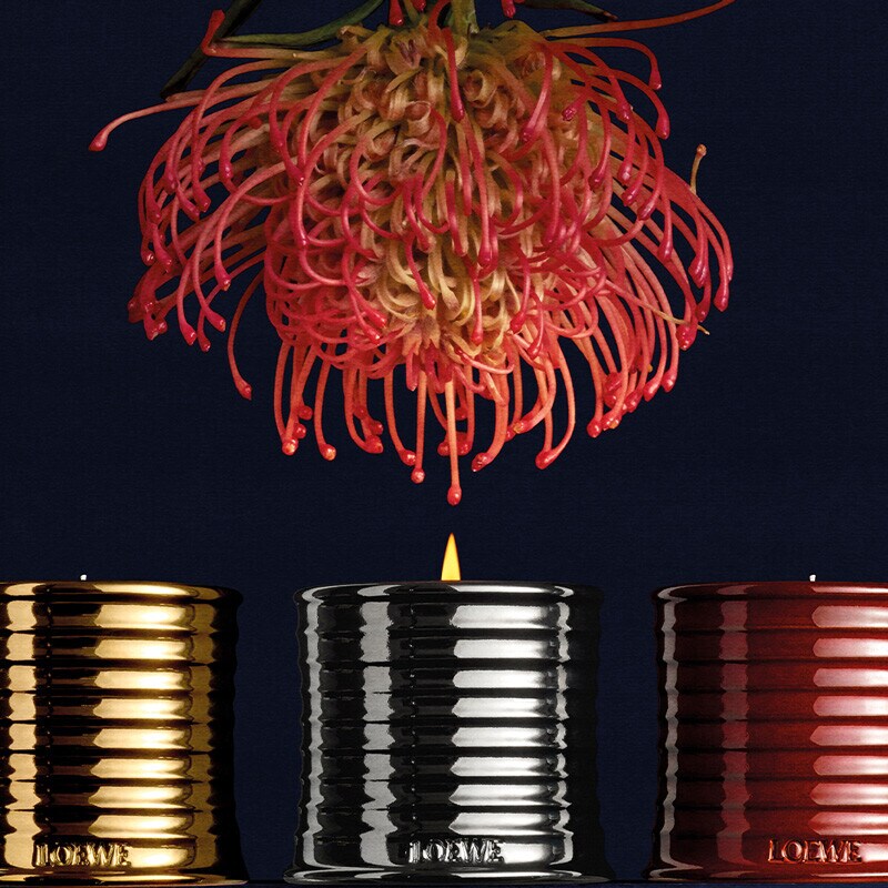 Descubra as criações olfativas de LOEWE Perfumes inspiradas na natureza para este Dia dos Pais.