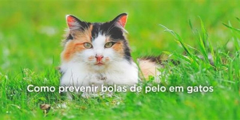 Como prevenir bolas de pelo em gatos