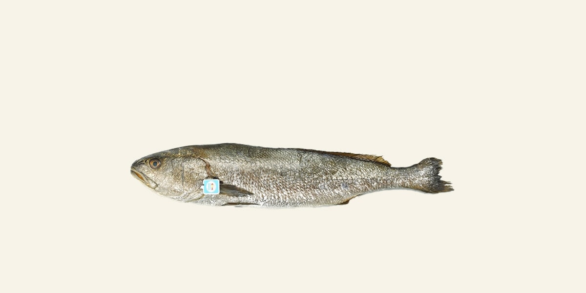 Corvina nacional certificado ASC Fresco