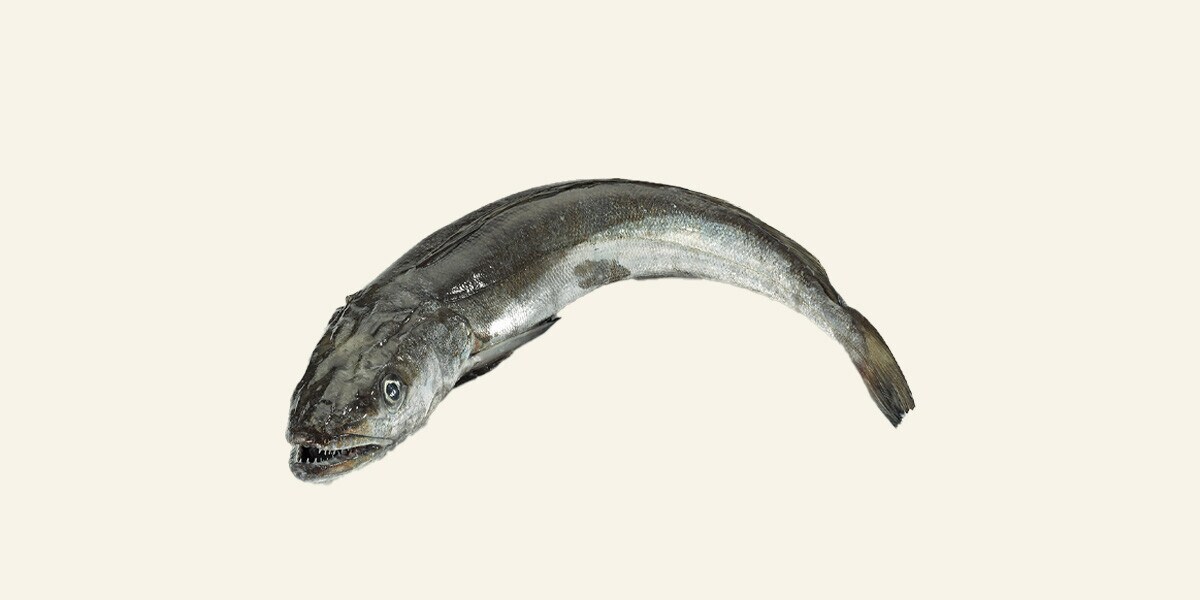 Merluza peso aproximado pieza 1-2 kg Fresco