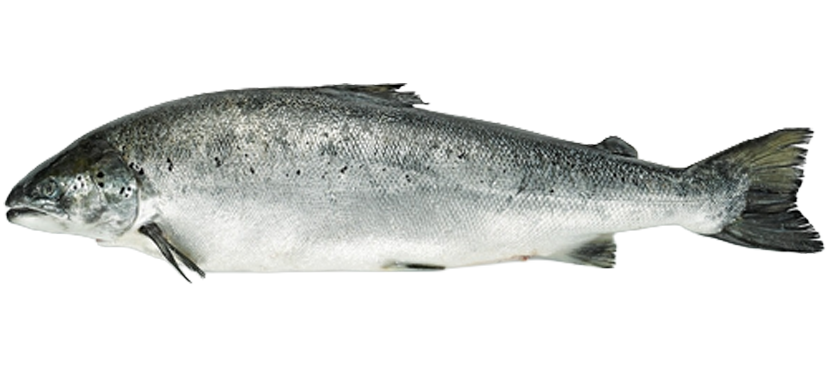 Fresco Salmón noruego con certificado ASC