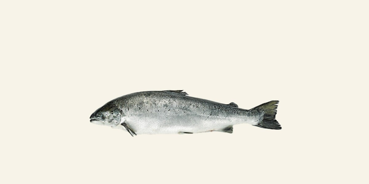 Salmón noruego ASC por medios o enteros Fresco
