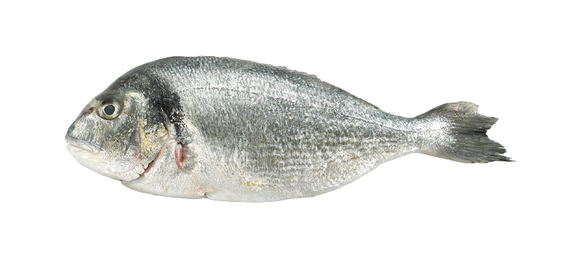 Fresco Dorada nacional con certificado ASC