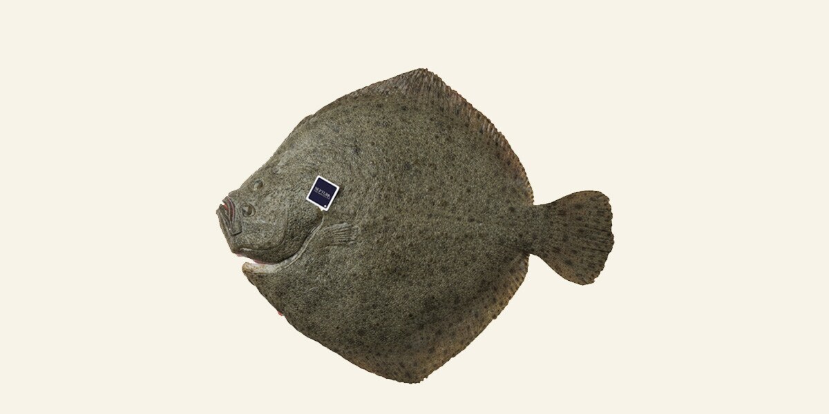Rodaballo de crianza ASC Fresco