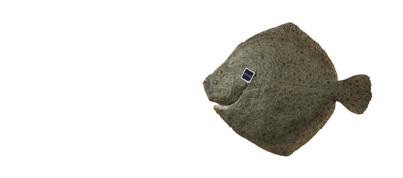 Rodaballo